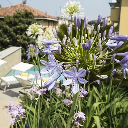 Agapanthus Panzió *